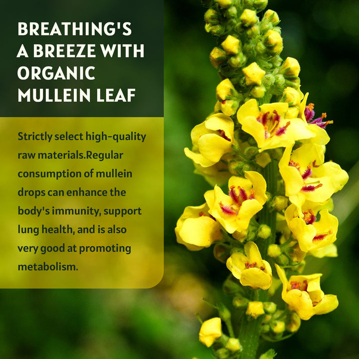 Organic mullein flower close-up used for immune support and respiratory health benefits